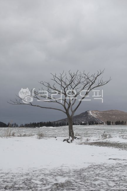 Alone tree,outcast tree,tree,winter,winter tree