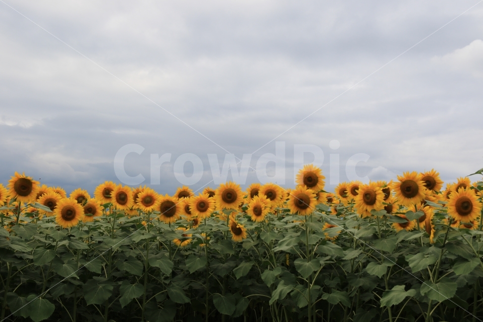 해바라기,해외,사랑,지금만나러갑니다,그리움,자연,풍경,nature,landscape,식물,plants,꽃,flower,plant,blossom