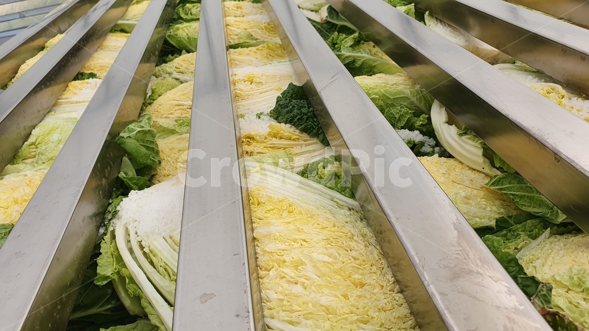 배추,절임배추,김장,김치,농산물,채소,야채,김장절임배추,김장배추,plant,식물,food,음식,음식,식재료,요리,food,cook,meal,dishes,food reserves,채소,야채,vegetables