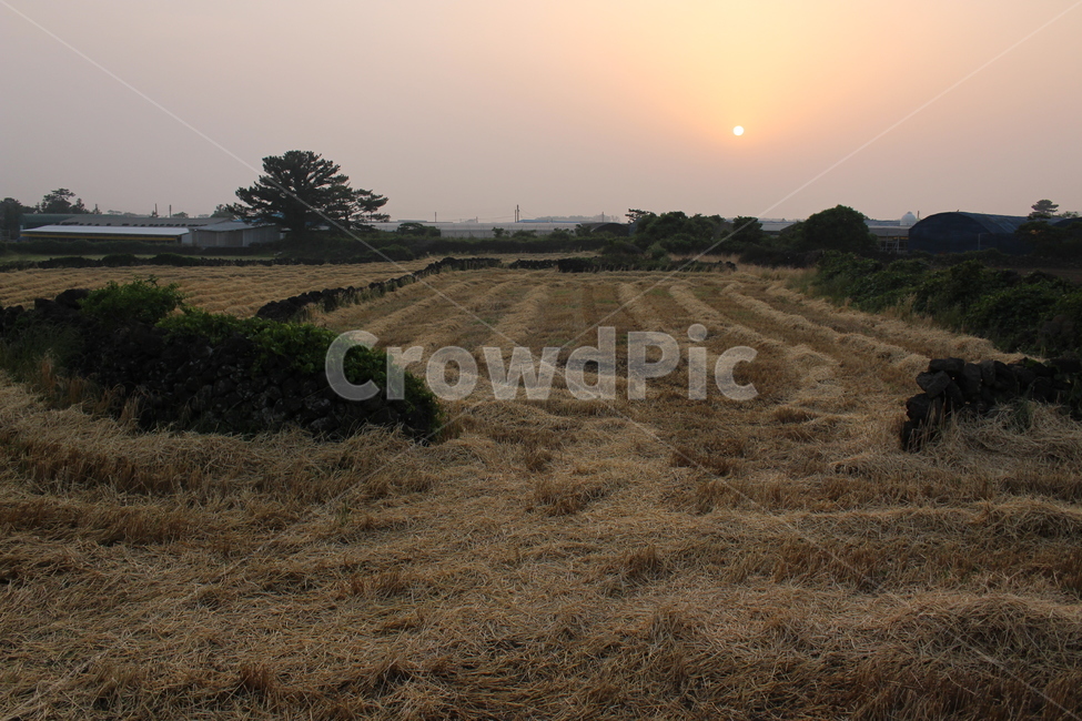 nature,outdoors,자연,옥외,ground,바닥,노을,제주도,제주,보리,수확,자연,풍경,nature,landscape