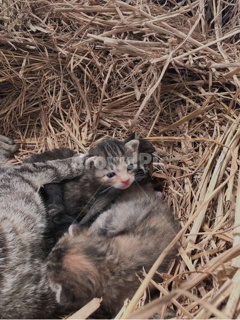 고양이,새끼고양이,아기고양이,akitty,akitten,cat,anewlybornkitten