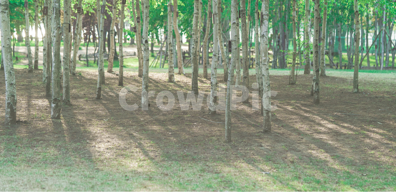 자연,풍경,감성,nature,scenery,landscape,자연,풍경,nature,landscape,식물,plants,나무,trees,wood,감성,sensible,feeling,tree,plant