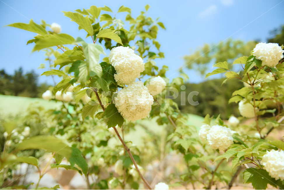 꽃,접사,푸른하늘,구름,신선함,안식처,배경화면,힐링,season,plants,nature,flower,sensible,feeling,색깔,색상,색채,색감,colorsense,colorsensitivity,feelingofcolor,감성,평온함,느낌,휴식