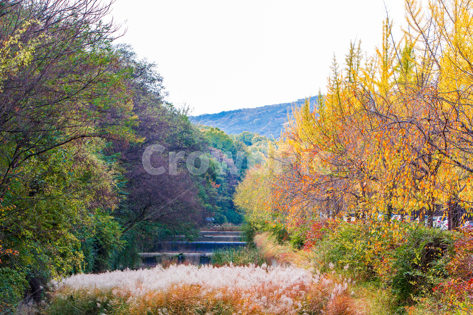 단풍,갈대,은행나무,풍경,가을,가을,계절,fall,autumn,season,자연,풍경,nature,landscape,tree,나무,plant,식물,outdoors,옥외