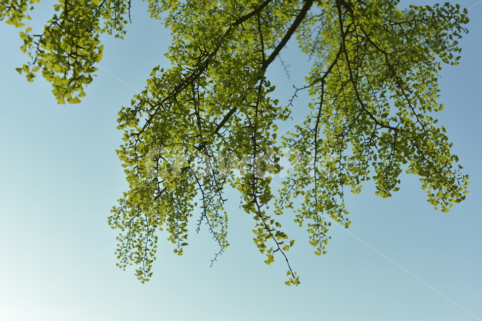 tree,나무,plant,식물,nature,자연,초록색,green,sky,leap,나뭇잎,outdoors,landscape,풍경