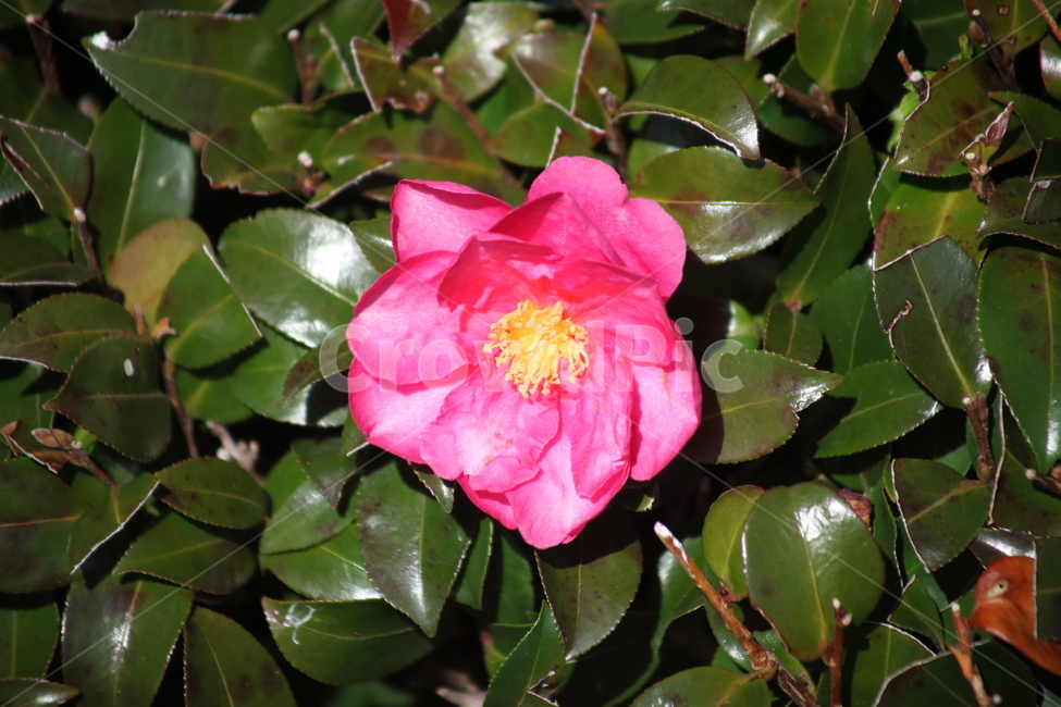 꽃,동백,식물,flower,camellia,봄꽃,봄,동백꽃,Camelliajaponica,식물,자연,plants,nature,꽃,flower