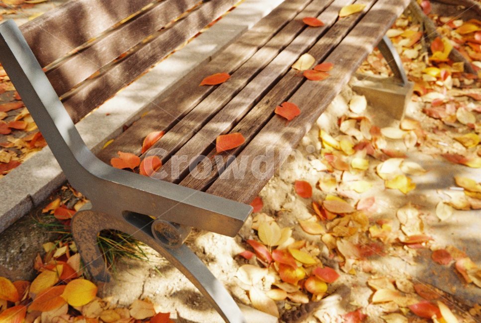가을,풍경,자연,색감,낙엽,필름사진,감성,나무,가을,계절,fall,autumn,season