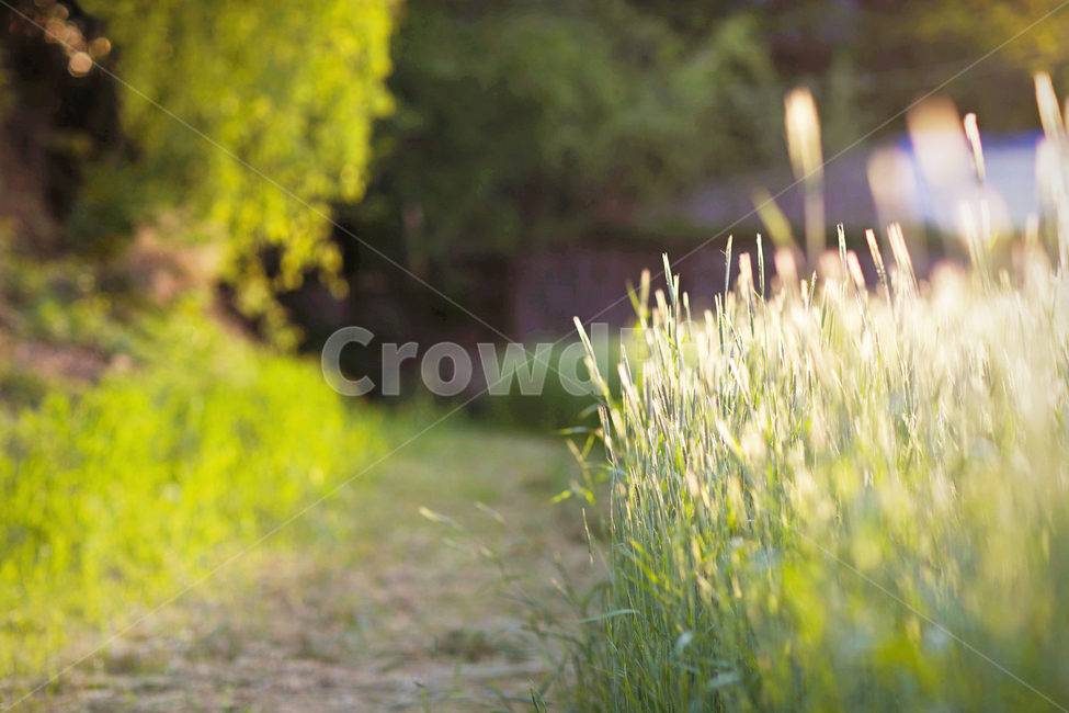 보리밭,가을,식물,들,청보리,plant,field,grass,잔디,lawn