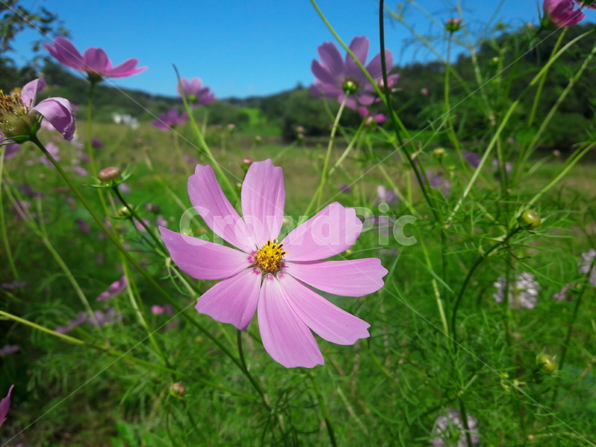 코스모스,가을,꽃,cosmosbipinnatus,flower,fall,autumn,계절