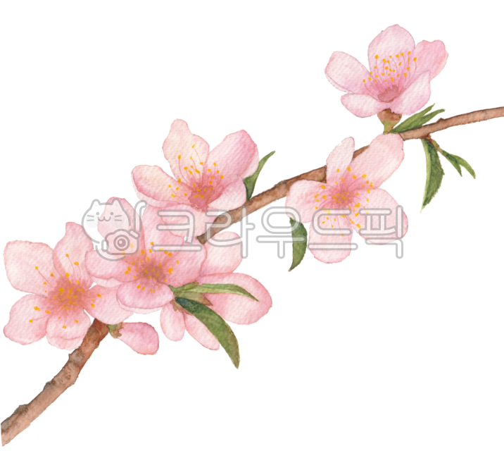 벚꽃,벚나무,꽃,봄꽃,봄,나뭇가지,꽃잎,잎,보태니컬,플로랄,플로랄디자인,핑크,벚꽃나무,벚꽃그림,꽃그림,꽃일러스트,벚꽃일러스트,봄일러스트,봄꽃일러스트,일러스트,손그림,수채화,식물,자연,cherryblossom,flower,petal,spring,floral,pink,tree,branch,leaf,botanical,floraldesign,flowerillust,illustration,drawing,watercolor