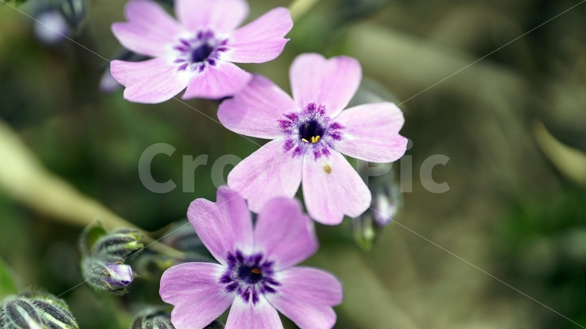 봄,꽃,플라워,spring,flower,봄꽃,식물,자연,이파리,풀,산,산속,산길,산책,산보,4월,화단,꽃밭,nature,april,환경,지면패랭이꽃,꽃잔디,꽃잎,땅,토지,흙,접사,꽃봉오리,식물,자연,plants,nature,꽃,flower