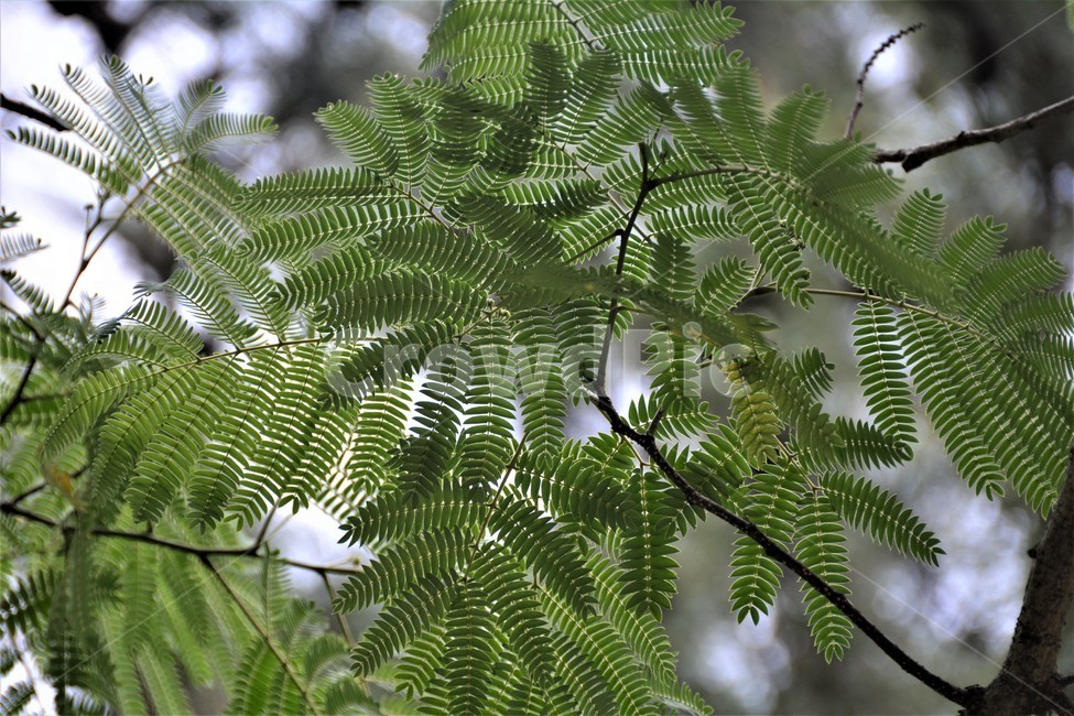 나무,식물,자연,신비,오묘,신기,식물,자연,plants,nature