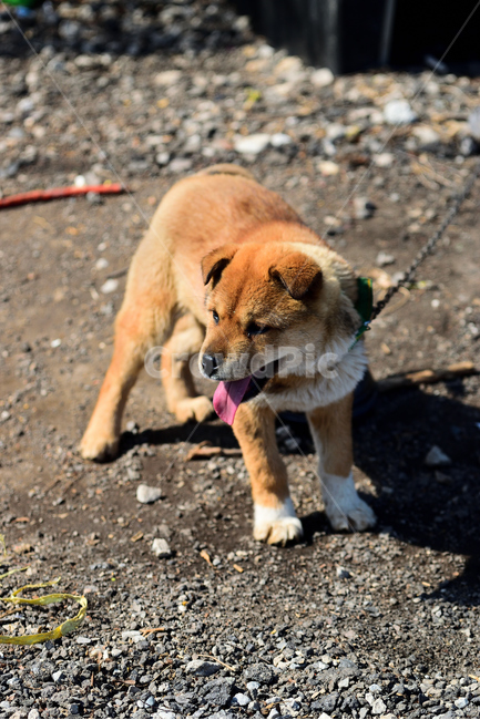 개,강아지,반려견,애완동물,진돗개,아기,멍멍이,동물,animal,포유류,mammal,개,강아지,dog,doggy