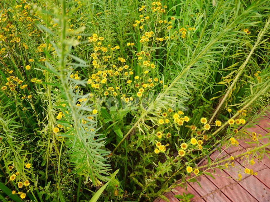 초록,꽃,식물,노랑,자연,식물,자연,plants,nature,꽃,flower