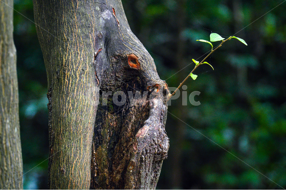 잎,새싹,나무즐기,생명,가지,sprout,leaf,life,branch,나무,tree,숲,여름,plant,식물,식물,자연,plants,nature,나무,trees,wood