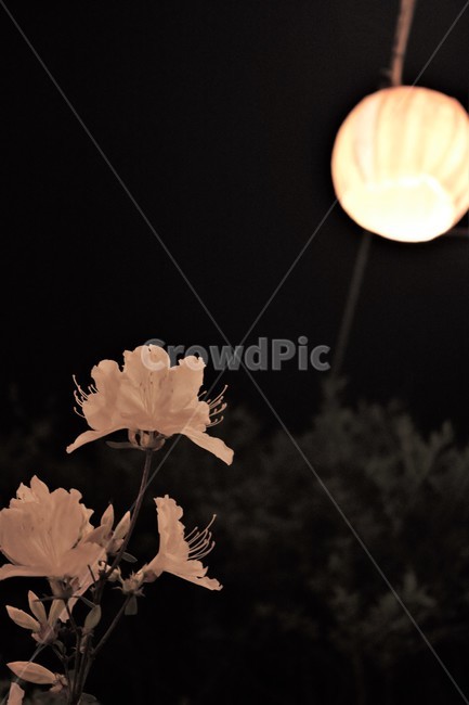 꽃,조명,야경,흰꽃,철쭉,white,whiteflowers,flower,light,lamp,보케,royalazalea,dark,봄꽃,흰색,순백,식물,plant,nature,자연,spring,night,nightview,background,배경