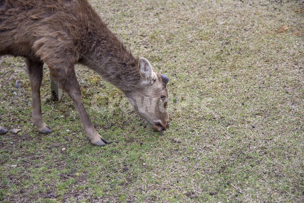 사슴,동물,나라공원,deer,animal