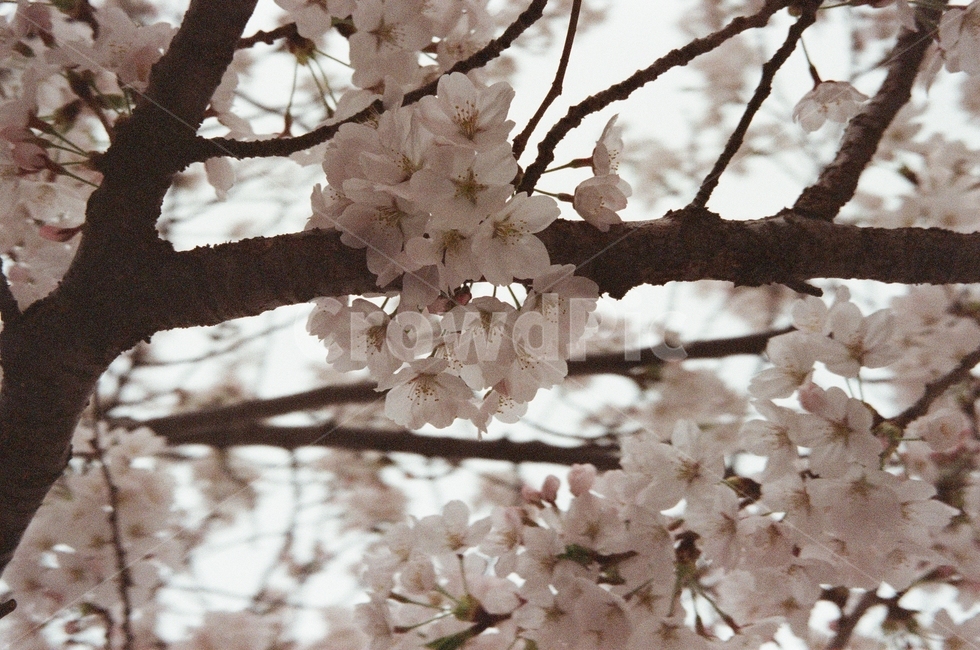 봄,벚꽃,벚나무,풍경,봄풍경,꽃,산책,길,나무,flower,blossome,연분홍,흐린날,stroll,film,filmphotography