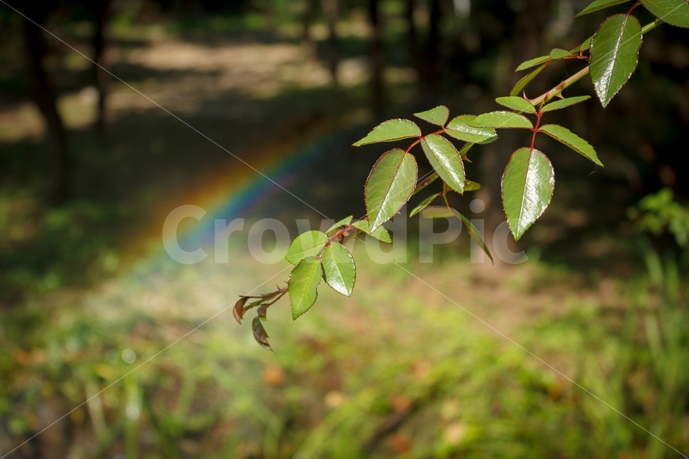 무지개,Rainbow,자연,프리즘,스펙트럼,분광,식물,자연,plants,nature
