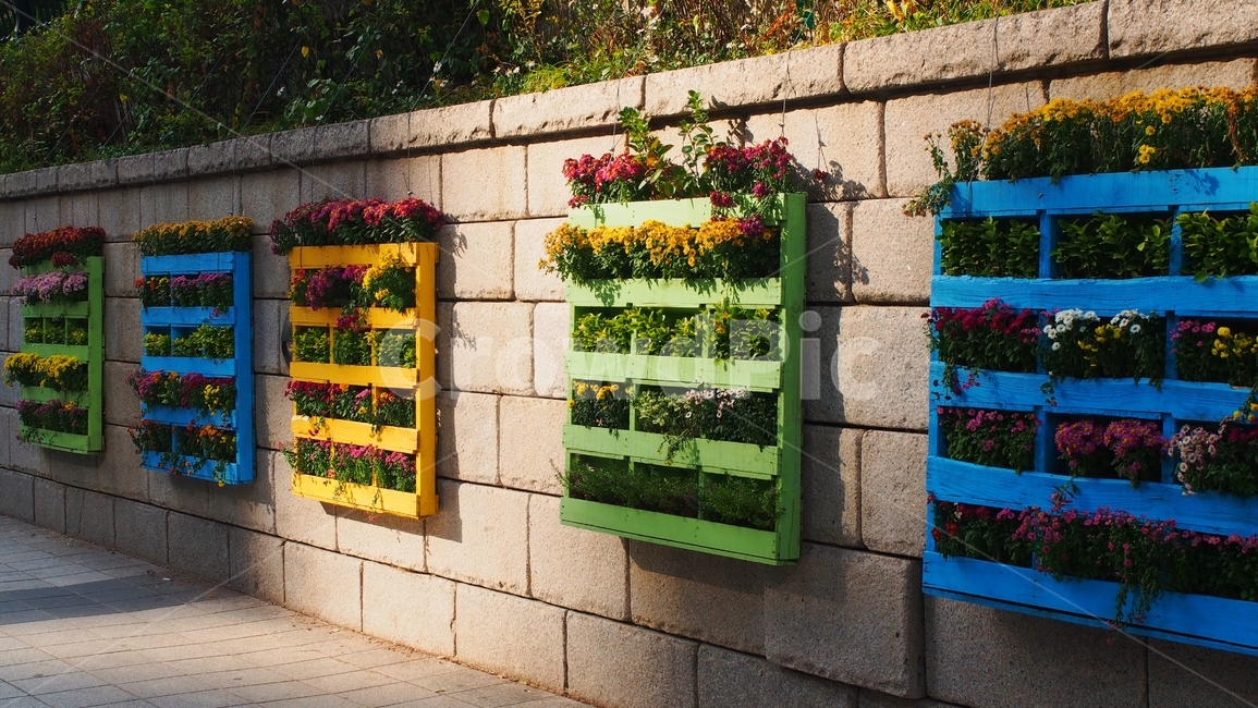 서울,청계천,노을,감성,꽃,식물,자연,plants,nature,꽃,flower