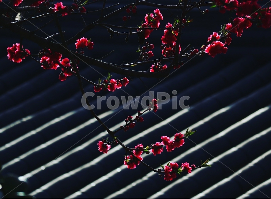 홍매화,기와지붕,봄,풍경,송광사,봄,계절,spring,season,식물,자연,plants,nature,꽃,flower