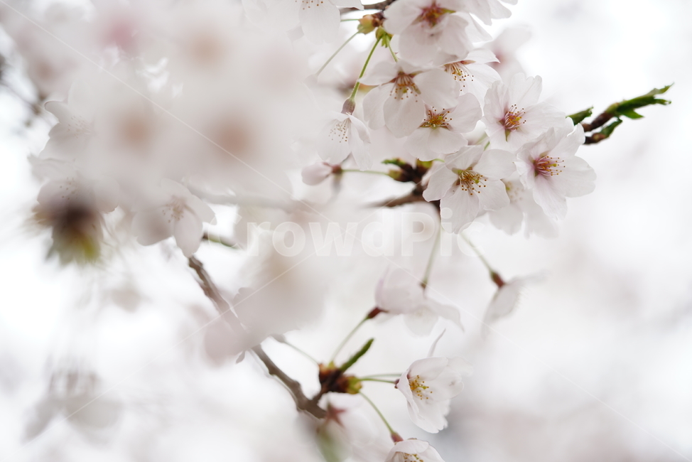 벚꽃,꽃,플라워,봄,봄꽃,flower,흰색,화이트,느낌,감성,접사,계절,나무,식물,생명,생물,봄,계절,spring,season,식물,자연,plants,nature,꽃,flower,plant