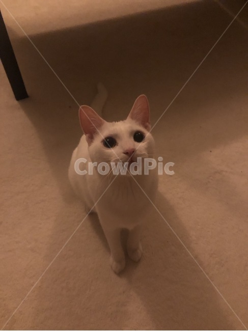 이쁜고양이,고양이,고양이얼굴,하얀고양이,터키쉬
