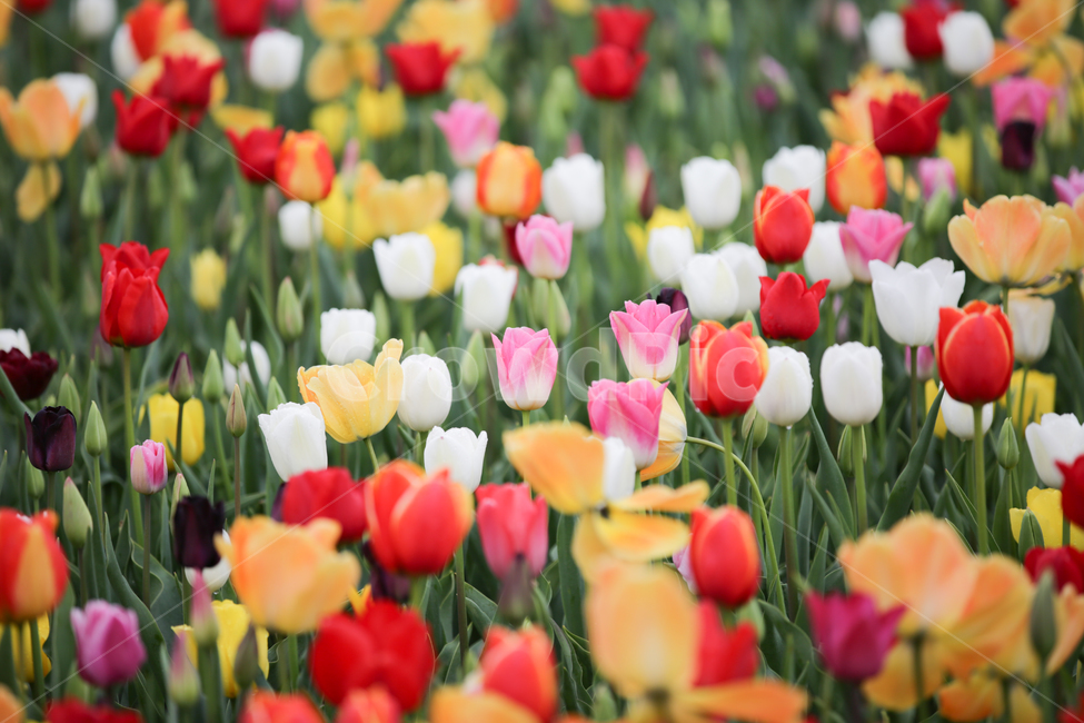 튤립,튤립축제,태안튤립축제,tulip,백합목,백합과,봄꽃,봄,계절,spring,season,식물,자연,plants,nature,꽃,flower,plant,blossom