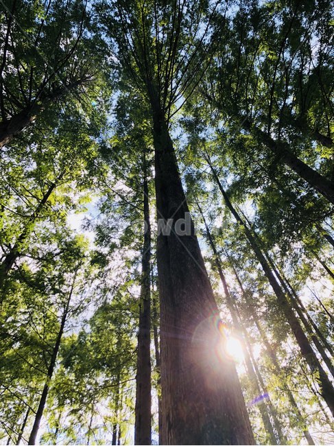 소나무,풍경,숲,나무,하늘,식물,자연,plants,nature,나무,trees,wood