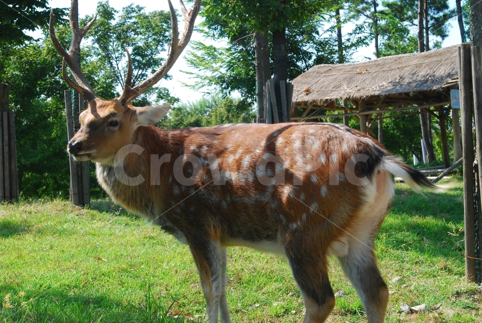 사슴,꽃사슴,뿔,동물,포유류,녹용,수컷,동물원,갈색,디어,동물,animal,포유류,mammal