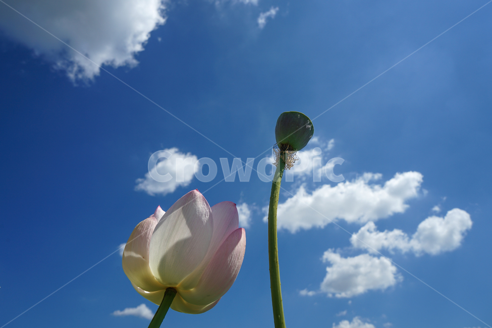 연,연꽃,불화,하늘,구름,식물,식물,자연,plants,nature,꽃,flower
