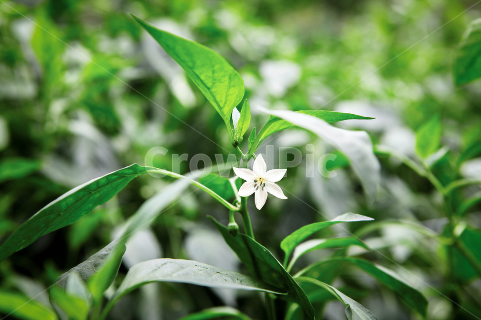 고추꽃,고추,꽃,하얀꽃,흰색꽃,아름다운,식물,자연,그린,flower,blossom,plant,식물,자연,plants,nature,꽃,flower