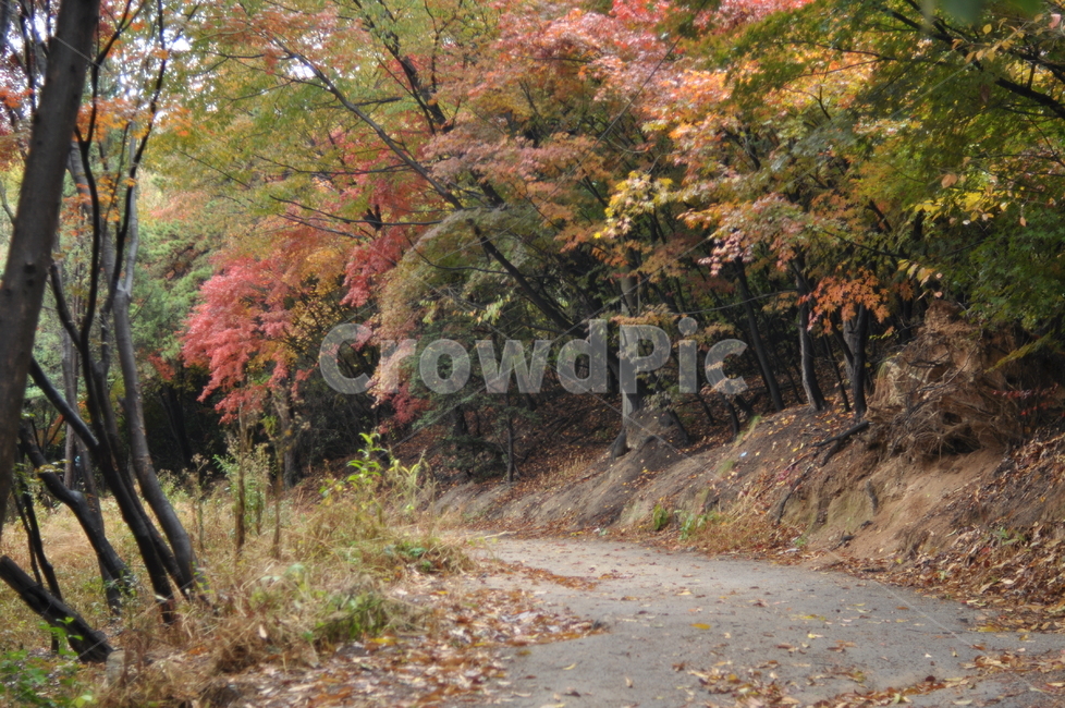 가을,나무,가을풍경,풍경,단풍,낙엽,가을,계절,fall,autumn,season,자연,풍경,nature,landscape,tree,plant,식물,maple