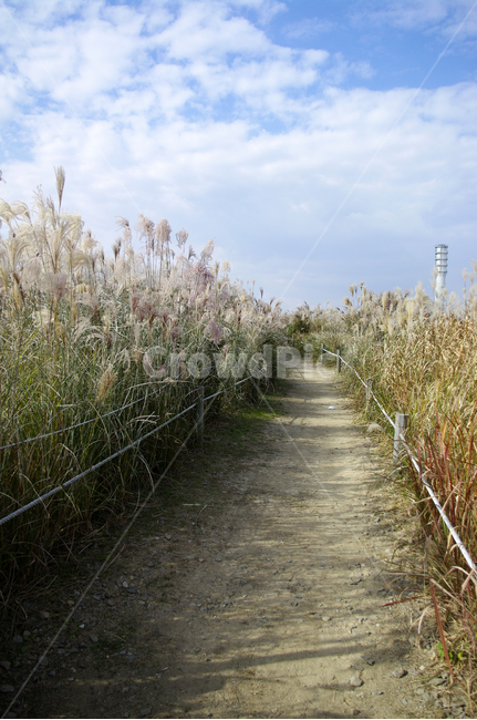 공원,식물,plant,가을,억새,자연,nature,하늘,구름,길,자연,풍경,nature,landscape