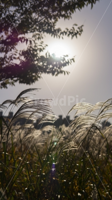 억새,갈대,가을,울산,태화강,가을,계절,fall,autumn,season,식물,자연,plants,nature,감성,sensible,feeling,휴식,힐링,rest,relaxation,healing,grass,잔디,plant,lawn