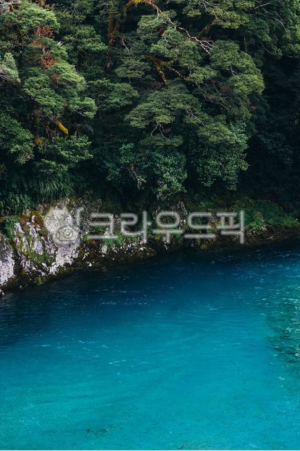 New Zealand,Blue Spring,Forest,River,Blue