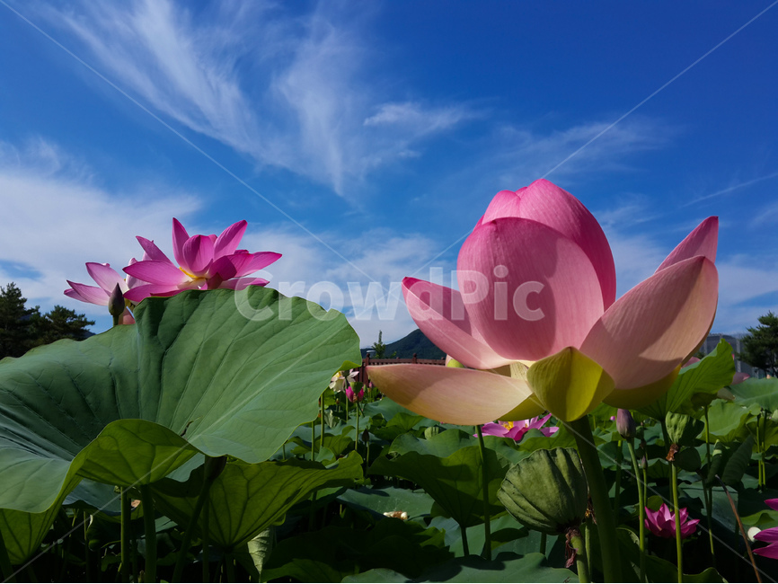 연꽃,하늘,파랑,풍경,여름,구름,식물,자연,plants,nature,꽃,flower