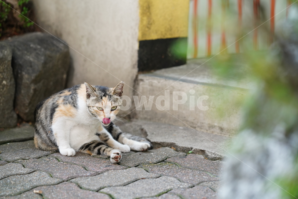 cat,고양이,동물,생물,생명,포유류,거리,animal,동물,animal,포유류,mammal,고양이,cat,kitten,kitty