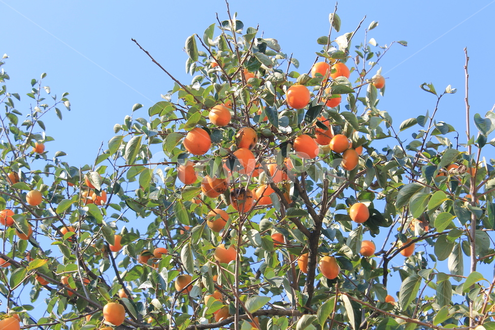 plant,food,식물,음식,produce,과일,감,persimmon,citrusfruit,감귤류과일,가을,autumn,fall,하늘,푸른하늘,파란하늘,나무,trees,wood,과일,열매,fruit