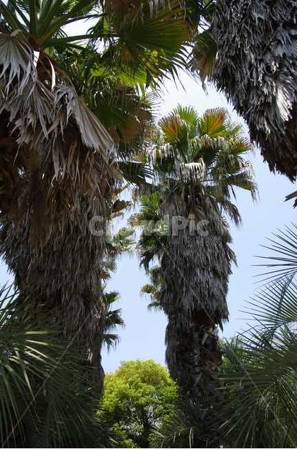 열대식물,야자수,식물,plant,나무,식물,자연,plants,nature,나무,trees,wood