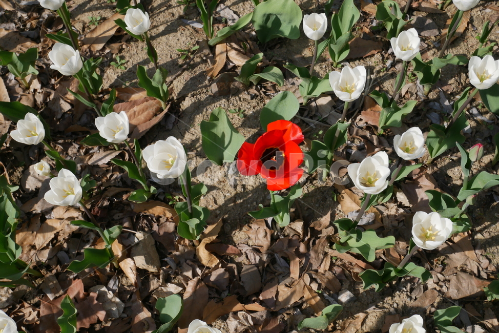 꽃,봄,빨간색,라넌큘러스,자연,red,flower
