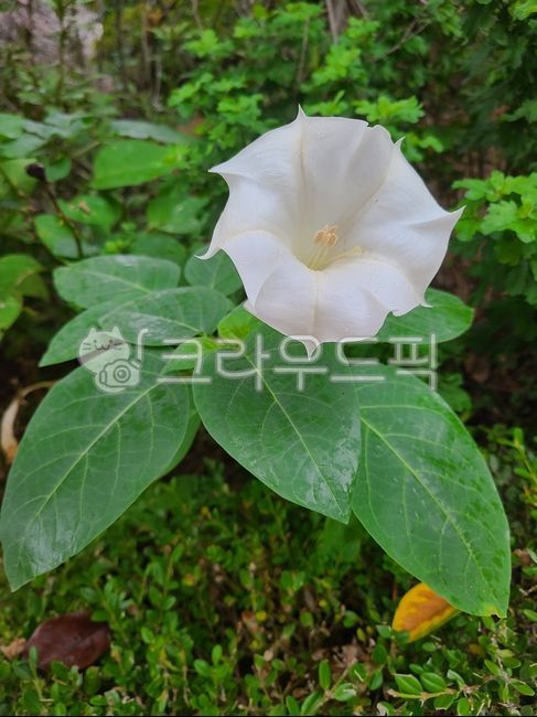 angel trumpet,white flower,leaf,flower,Angels Morning Glory