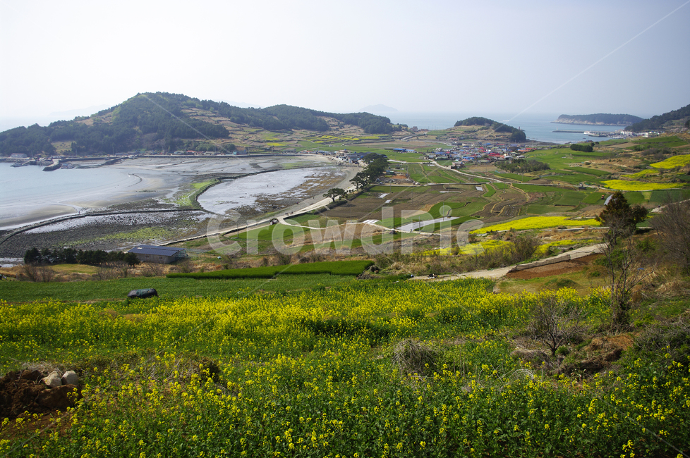 유채꽃,꽃밭,꽃,flower,계절,봄,spring,하늘,구름,마을,산,밭,시골,청산도,섬,바다,풍경,봄,계절,spring,season,시골,마을,풍경,landscape,country,rural,town,nature,자연,grassland,목초지,outdoors,옥외,field,들,farm,농장,농촌