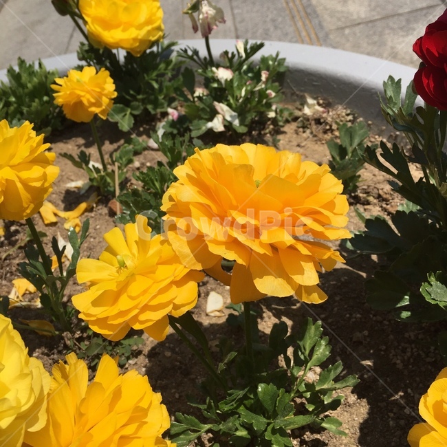 plant,blossom,꽃,flower,노란색꽃,식물,자연,plants,nature,꽃,flower
