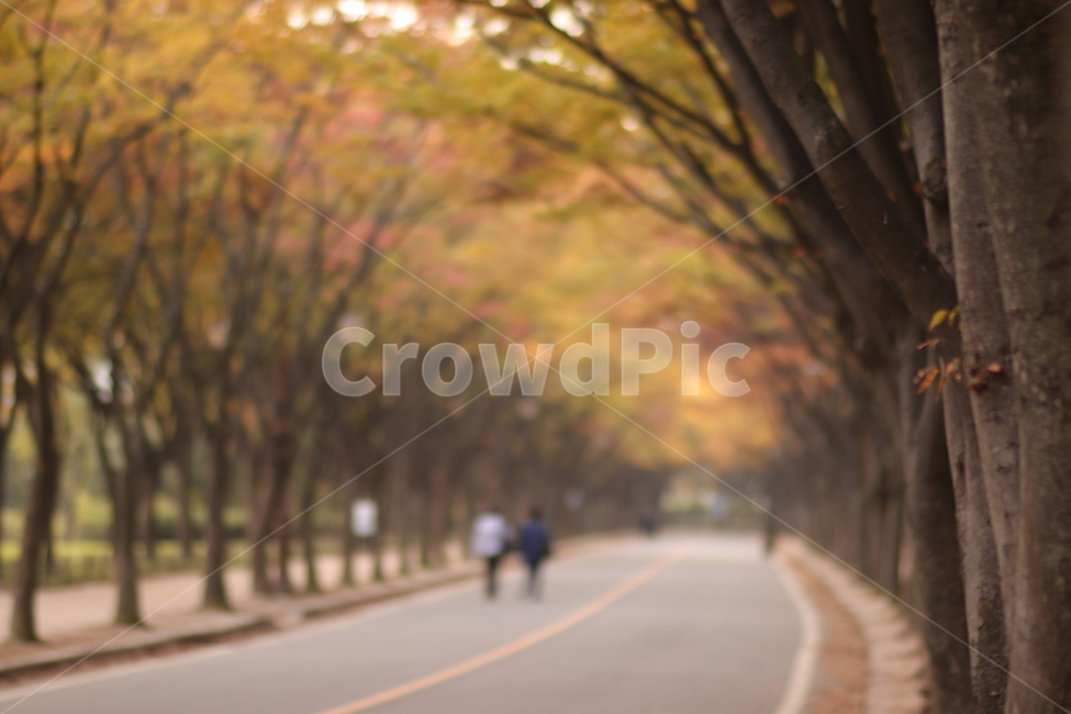 가을,어딘가,따뜻한,가을픙경,flowers,autumn,autumnscenery,fall,코스모스,가을꽃,person,사람,human,인간,tree,가을,계절,fall,autumn,season,자연,풍경,nature,landscape,나무,trees,wood