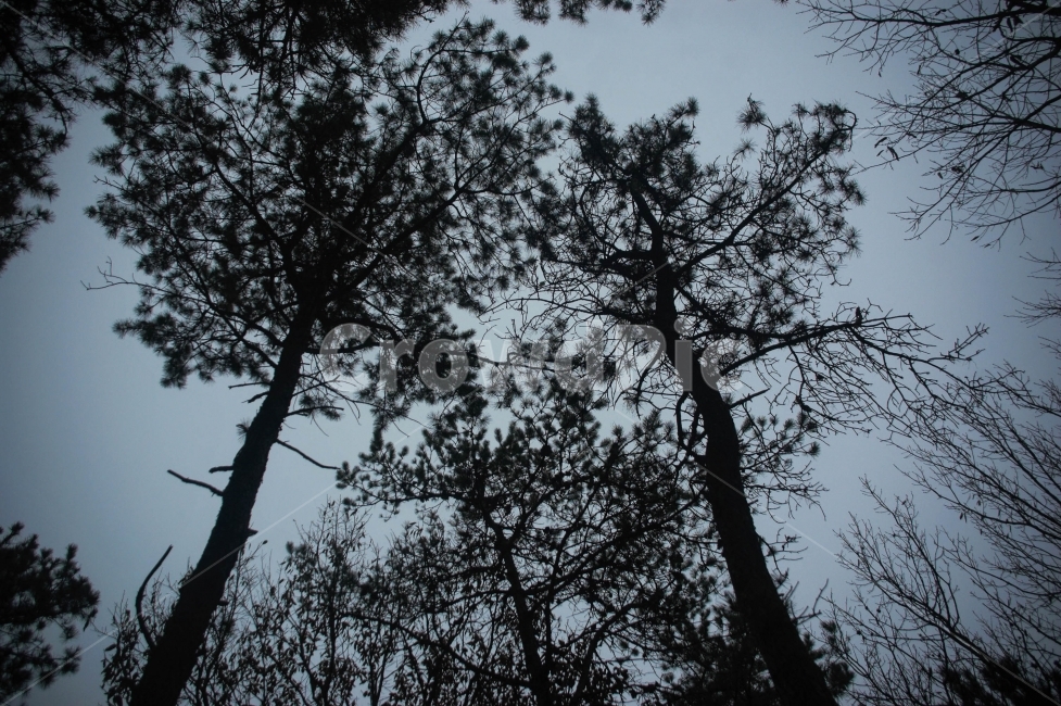 자연,소나무,풍경,겨울,산,가을,분위기,감성,대구,와룡산,식물,자연,plants,nature,나무,trees,wood