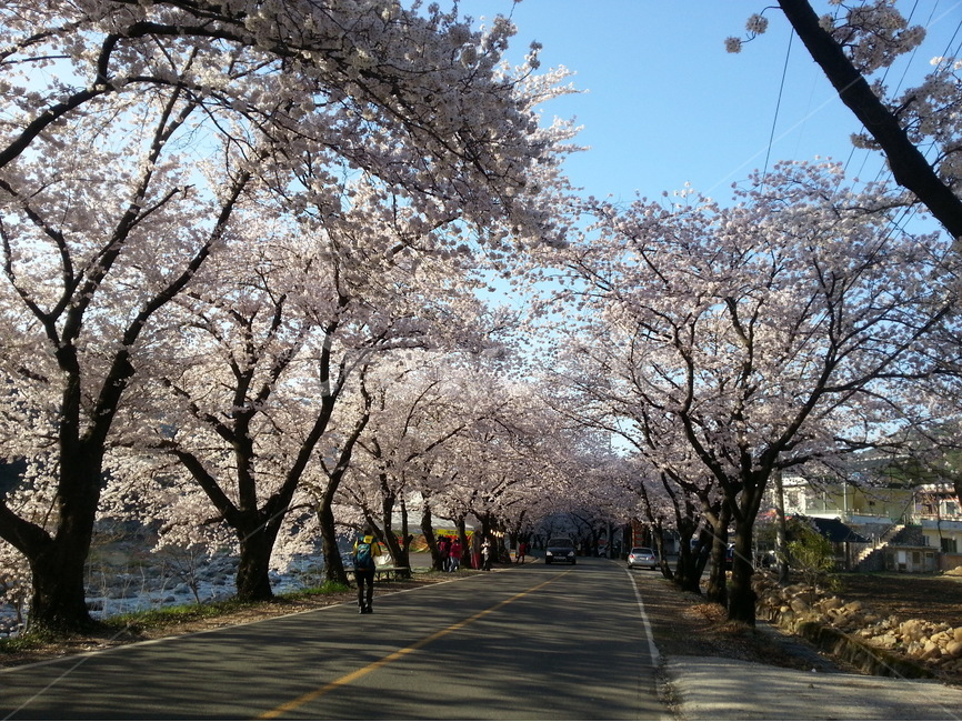 하동,쌍계사,십리벚꽃길,벚꽃축제,벚꽃터널,봄,계절,spring,season,자연,풍경,nature,landscape,한국자연풍경,한국자연경관,korea nature landscape,사람들,대중,군중,other people,crowd,plant,식물,human,인간,person,사람,blossom,꽃,flower