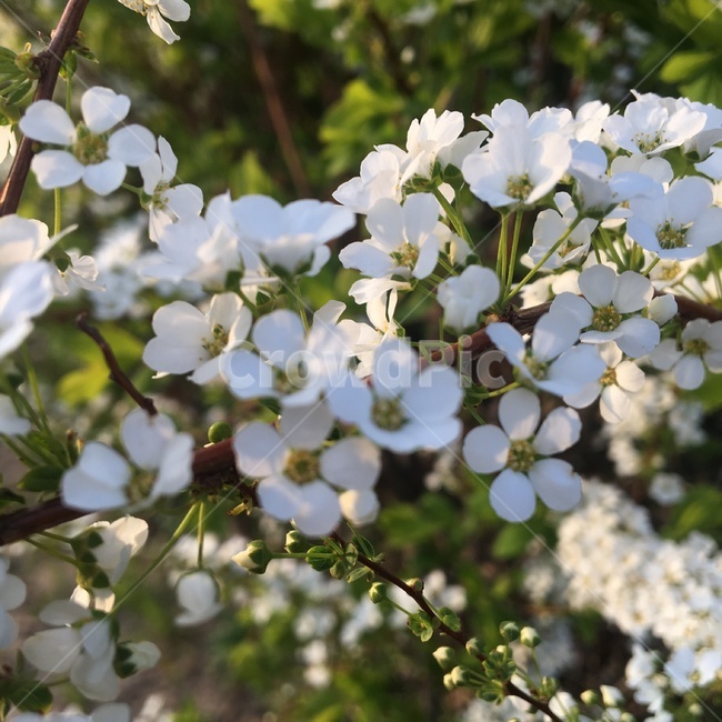 꽃,나무,조팝나무,흰꽃,나뭇가지,잎,하얀꽃,봄,spring,flower,꽃봉오리,봄꽃,화이트,화창함,맑은날,봄날,조팝나무꽃