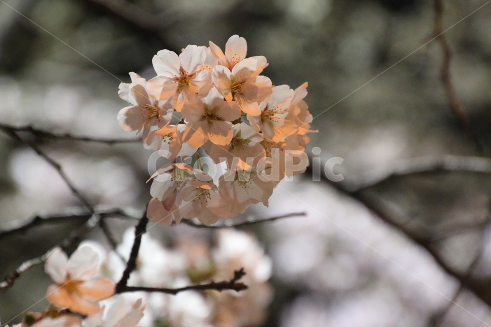 봄,벚꽃,flower,cherryblossom,spring,봄꽃,꽃잎,야간,저녁,나뭇가지,벚꽃잎,분홍색,흰색,봄날,축제,벚꽃축제,봄축제,꽃축제,봄,계절,spring,season,식물,자연,plants,nature,꽃,flower,감성,sensible,feeling,plant,blossom,cherry blossom