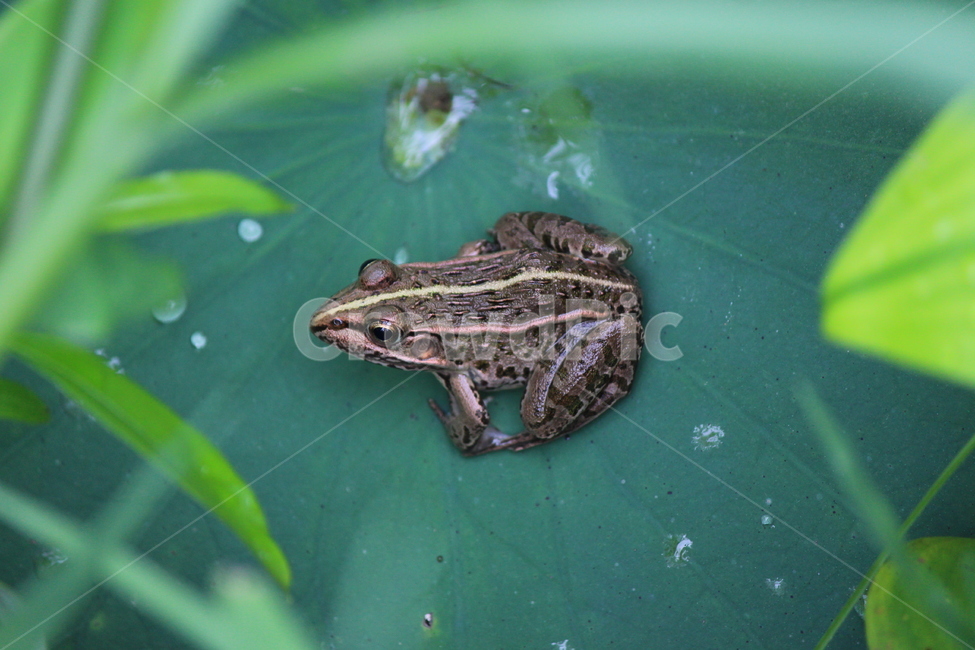 개구리,연잎,물방울,초록,양서류,자연,한마리,파충류,양서류,reptile,amphibian